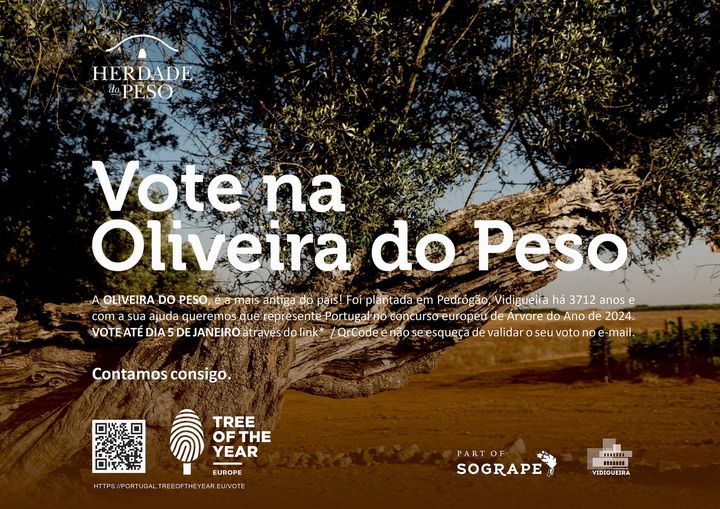 Oliveira do Peso - Candidata a Árvore Europeia do Ano Oliveira do Peso - Candidata a Árvore Europeia do Ano