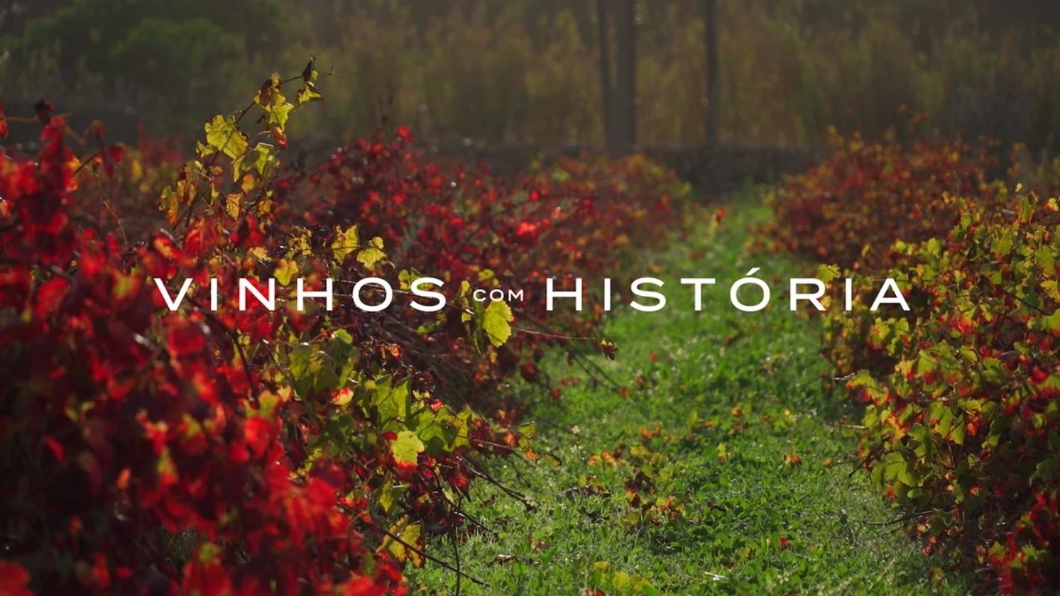Vinhos com História | Vinhos de Talha