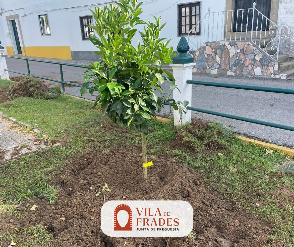Manutenção do Jardim da Praça 25 de Abril Manutenção do Jardim da Praça 25 de Abril