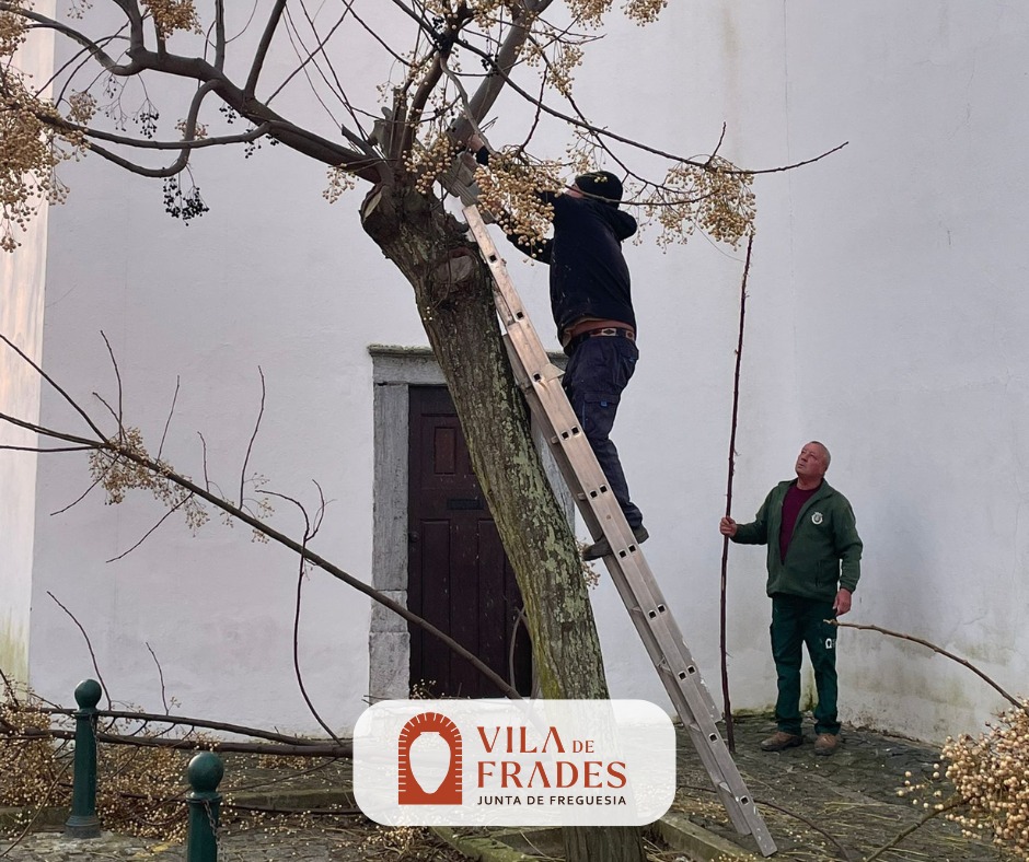 Limpeza e Poda de Árvores